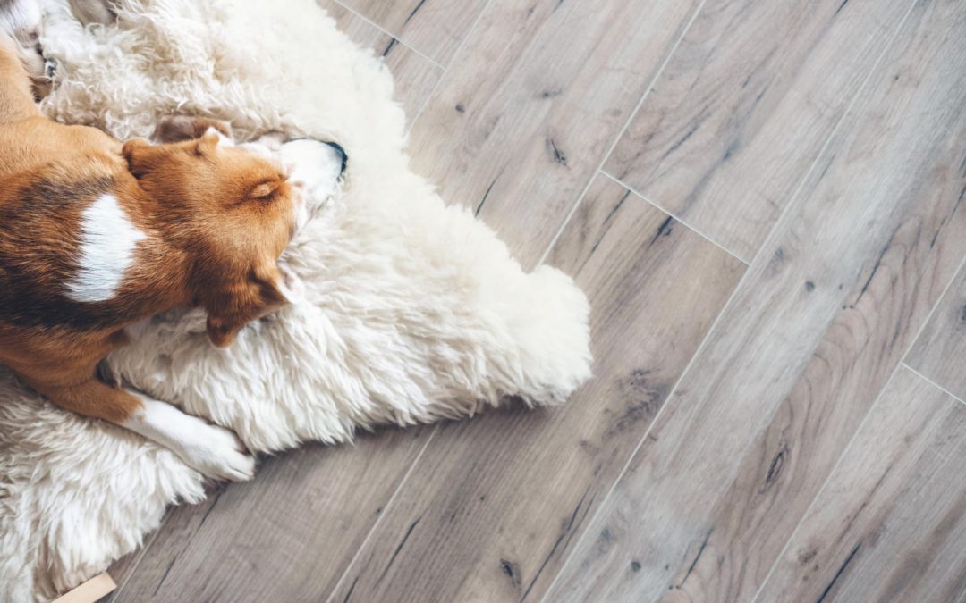 What You Didn’t Know About Your Floors: The Surprising Truth Behind Carpets and Hardwoods