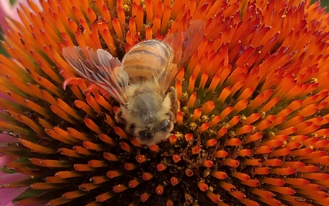 bee on echinacea