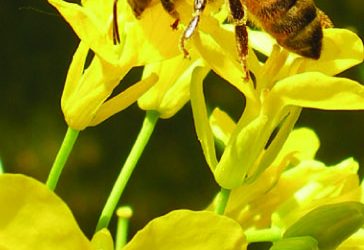 What’s the Difference Between Honey Bees & Native Bees?
