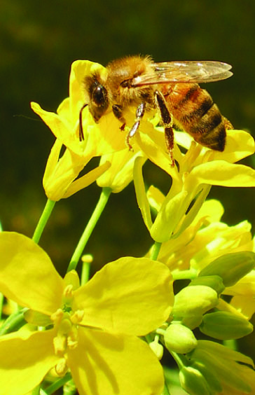 What’s the Difference Between Honey Bees & Native Bees?