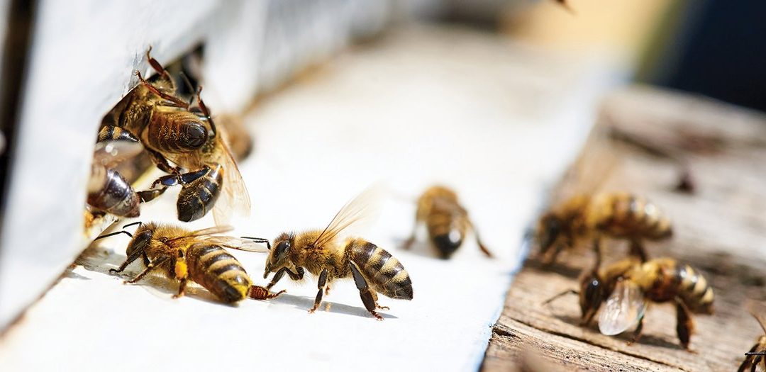 Meet the Minnesota Bee Lab!