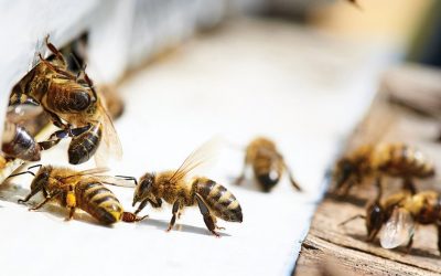 Meet the Minnesota Bee Lab!